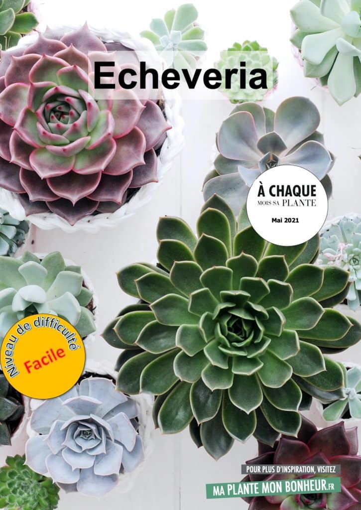 Collection d’echevérias de différentes tailles et couleurs.