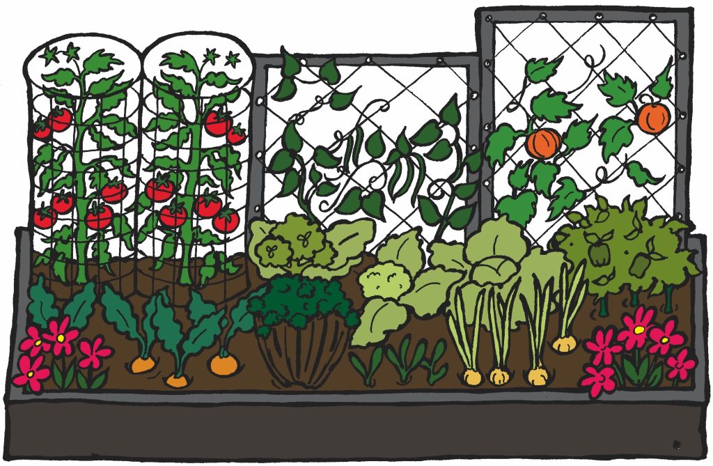 Illustration d'un potager surélevé
