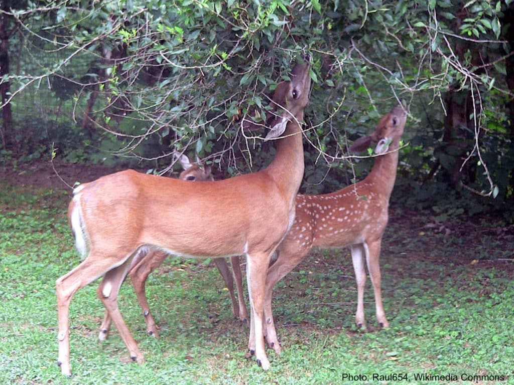 Cerfs qui broutent des branches d'arbre
