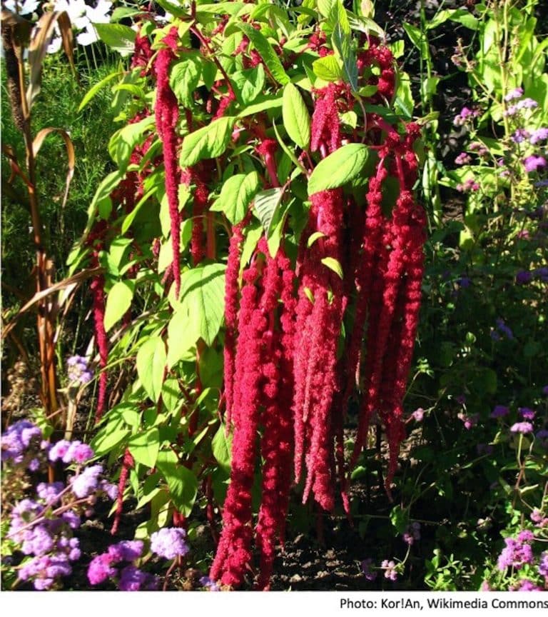 Amarante queue-de-renard : ornemental et comestible