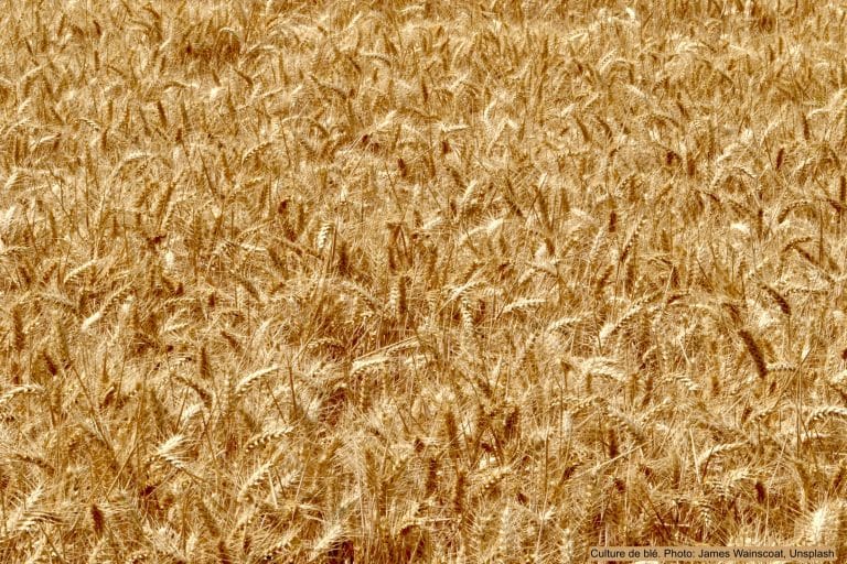 Comment cultiver vos propres céréales