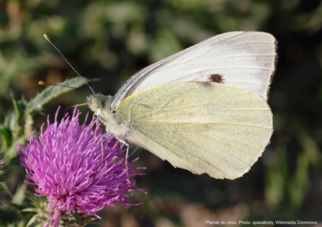 Pieride du chou (papillon blanc) sur une fleur.