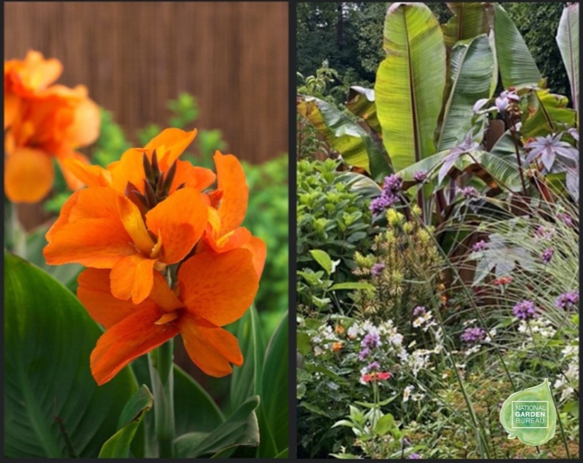 Cet été, donnez à votre jardin tempéré une allure tropicale!