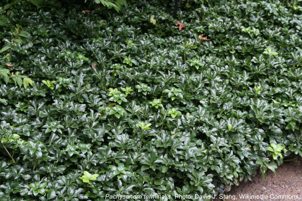 Pachysandra terminalis