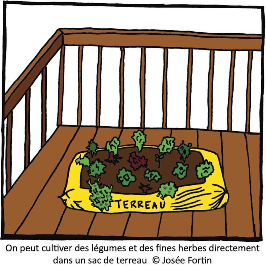 Légumes plantés dans un sac de terreau placé sur un balcon.