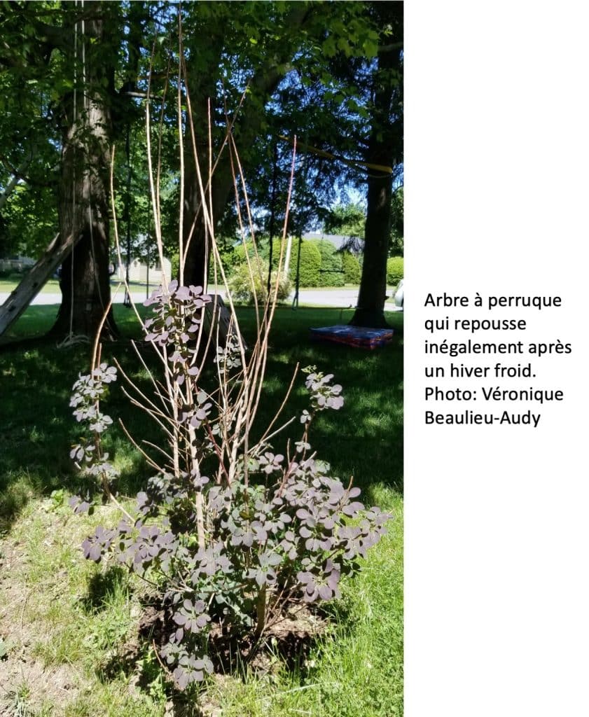 Arbre à perruque qui repousse inégalement après un hiver froid. Les branches les plus hautes sont mortes.