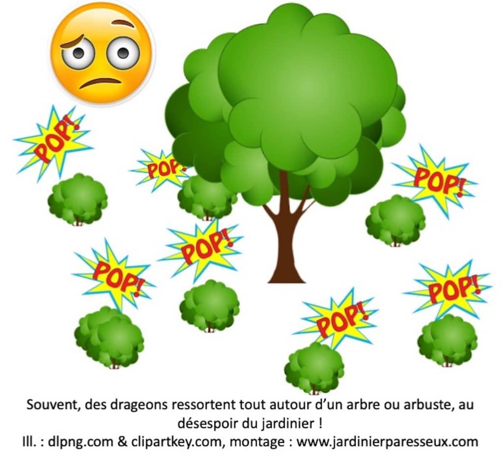 Grand arbre entouré de petits drageons indésirables, émoticon dans le coin montrant le désespoir.