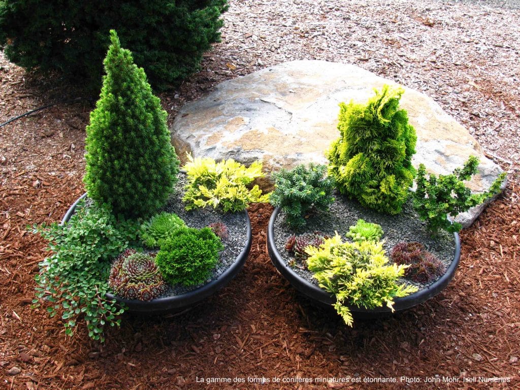 Deux jardins de conifère miniature en pot.