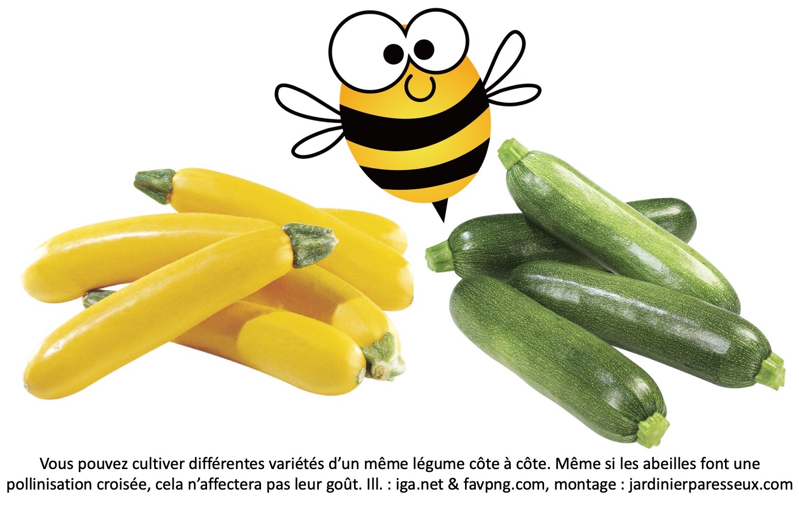Courgettes jaunes et courgettes vertes avec une abeille pollinisatrice entre elles.