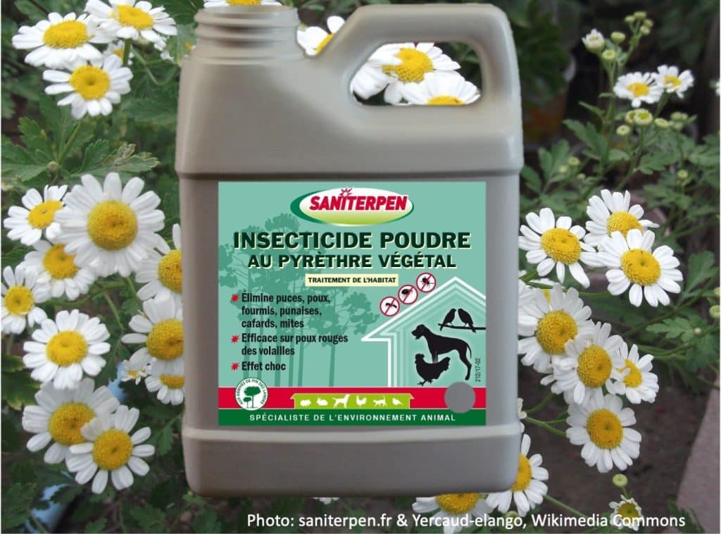 Insecticide à la pyréthrine avec fleurs de pyrèthres en arrière.