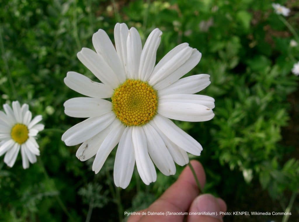 Fleur de pyrèthre de Dalmatie.