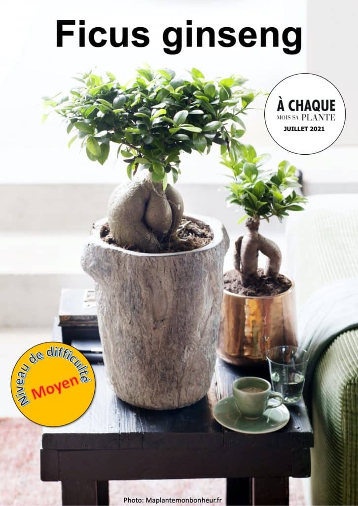 Deux ficus ginseng sur une table