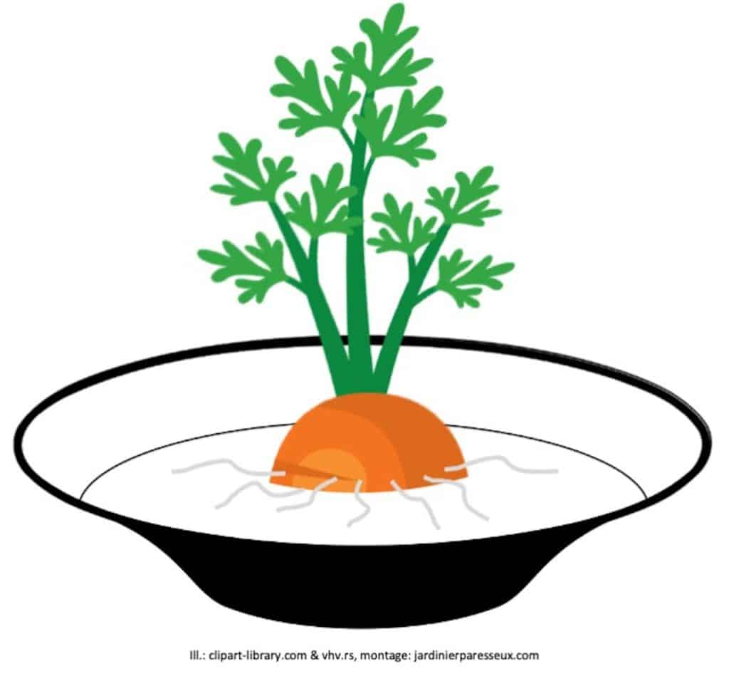 Tête de carotte enracinée dans un bol d’eau.