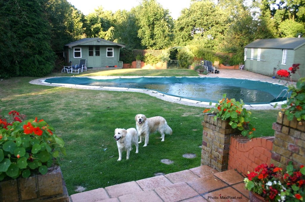 Piscine de cour arrière avec 2 chiens.