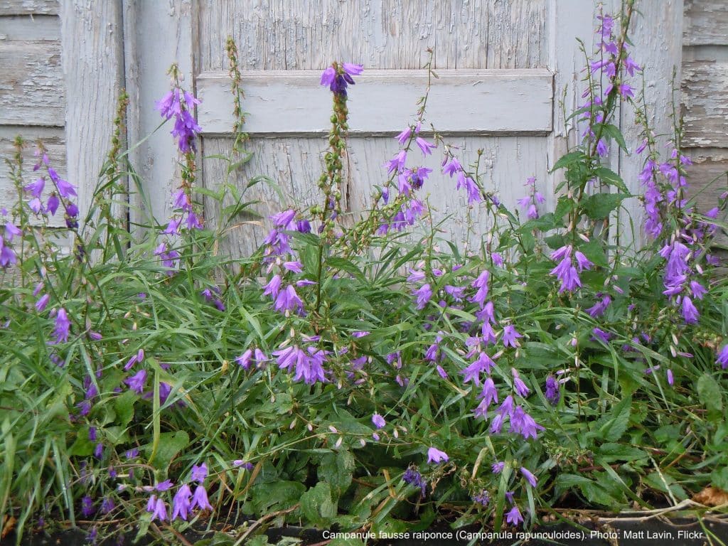 Campanule fausse raiponce en fleurs.