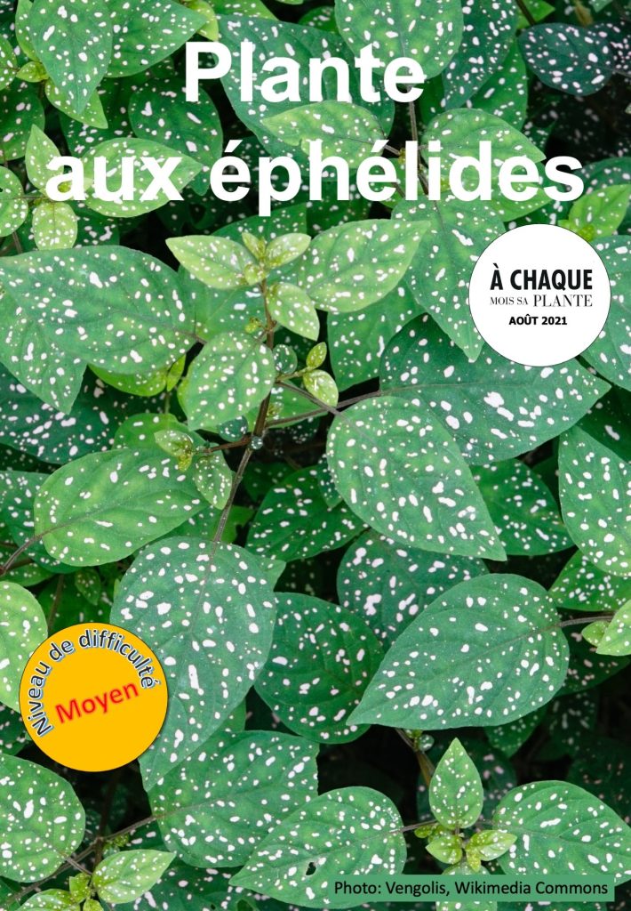 Plante aux éphélides