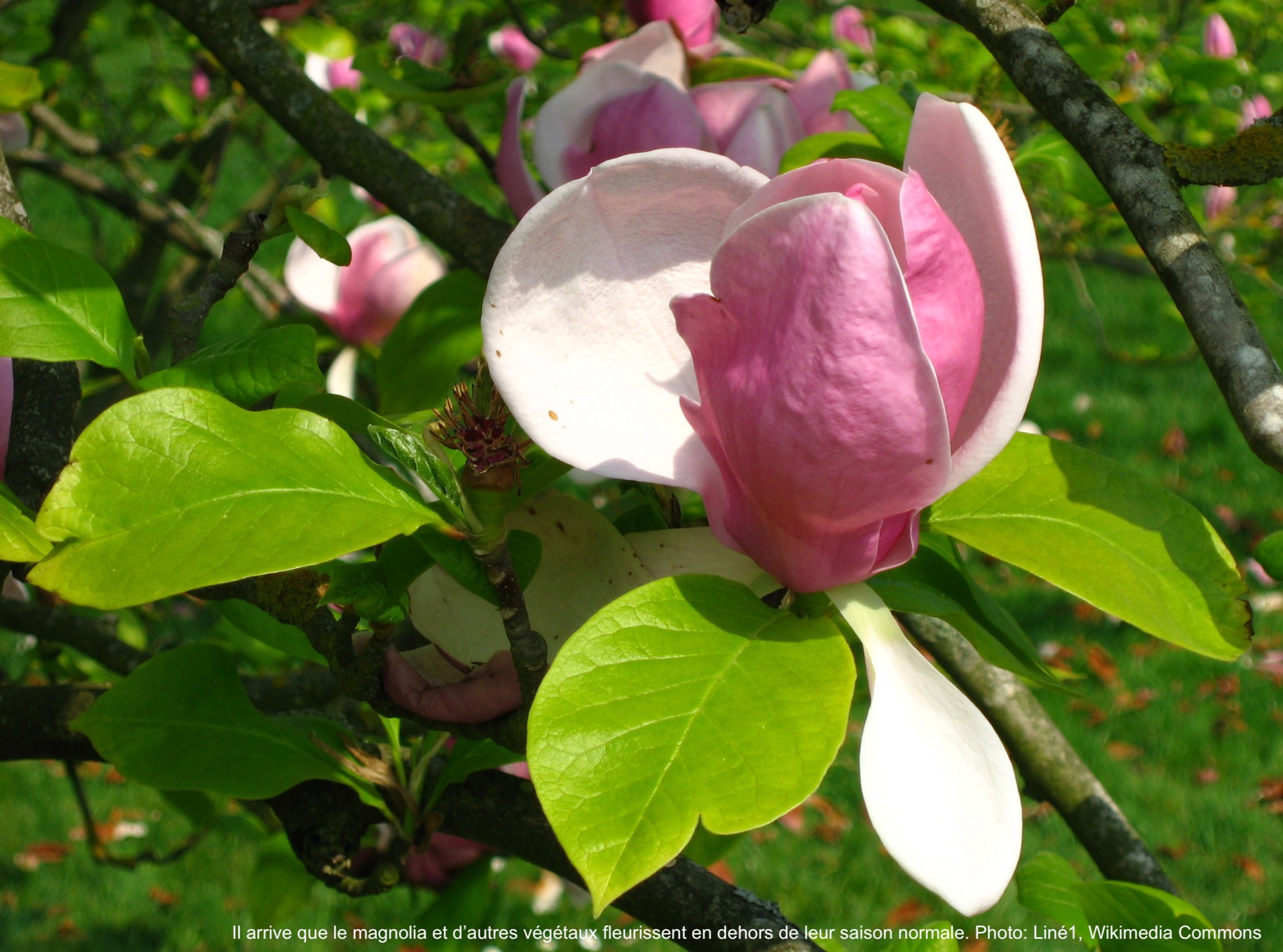 Fleurs de magnolia soulangeana