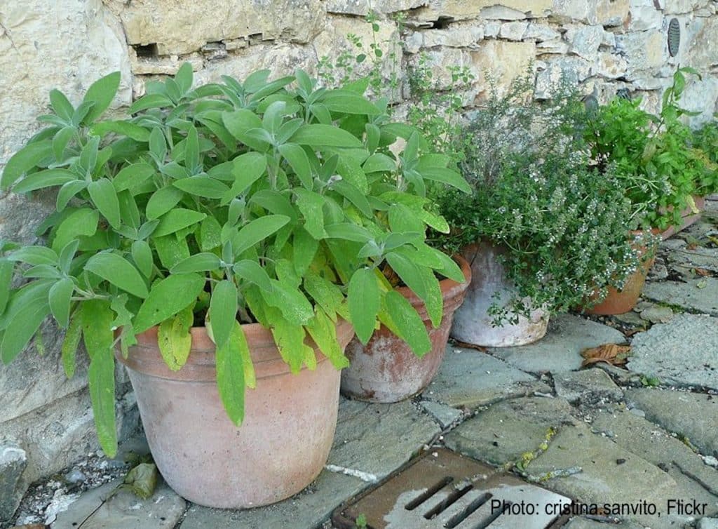 Fines herbes en pot