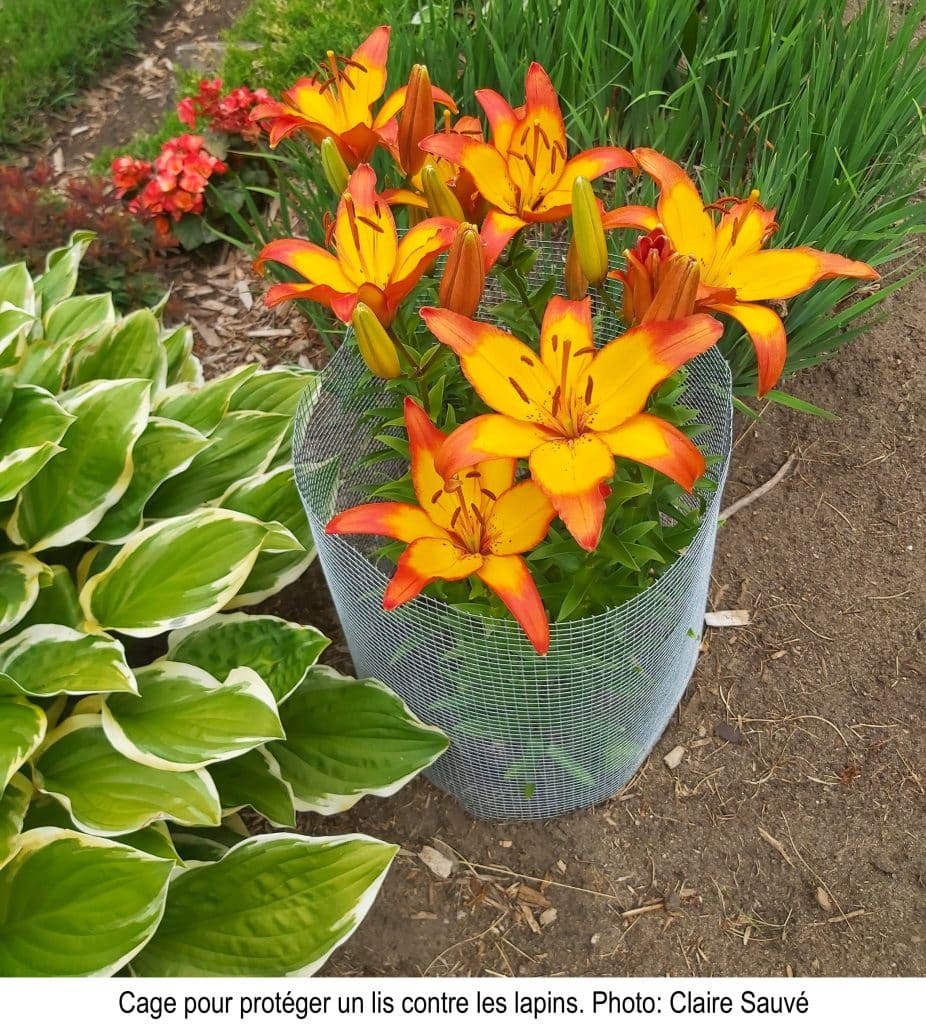 Lis cultivé dans une cage de grillage métallique.