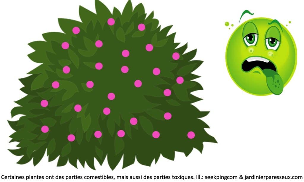 Arbustes avec fruits mauves, emoji vert qui paraît malade.