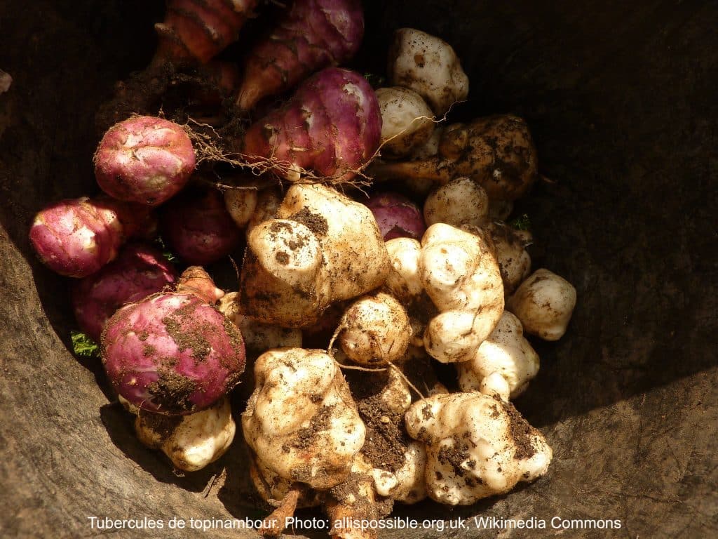 Tubercules de topinambour
