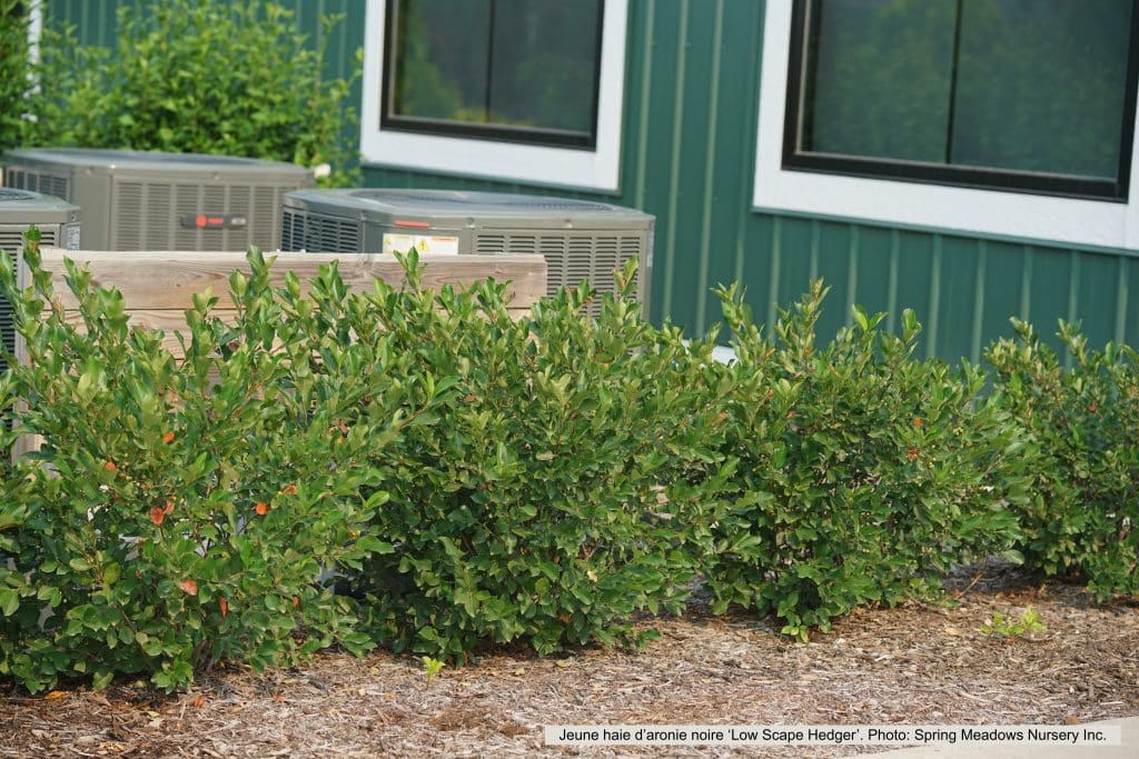 Haie d'aronie noire.