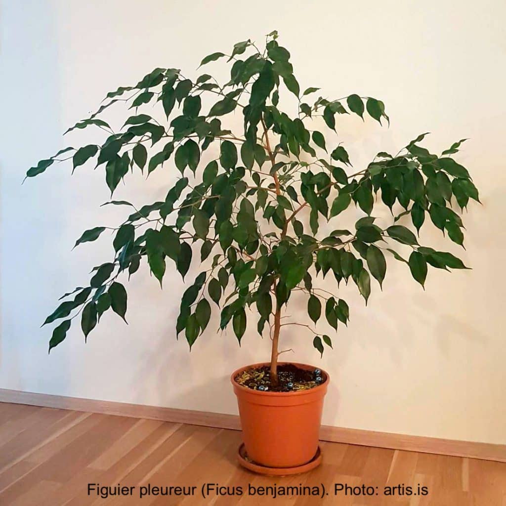 Ficus benjamina in pot