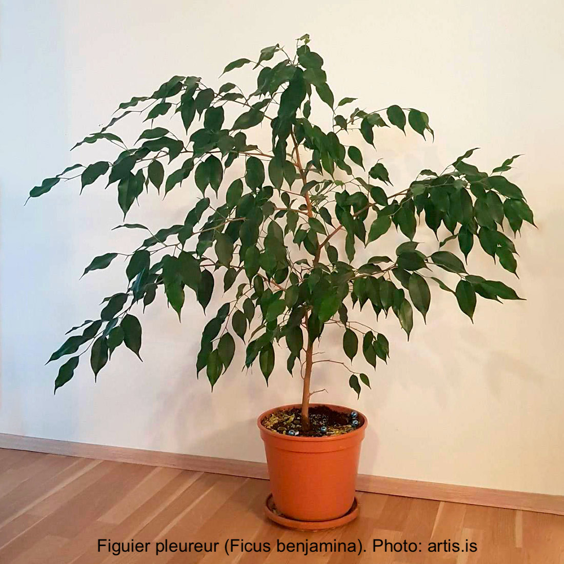 Ficus benjamina in pot