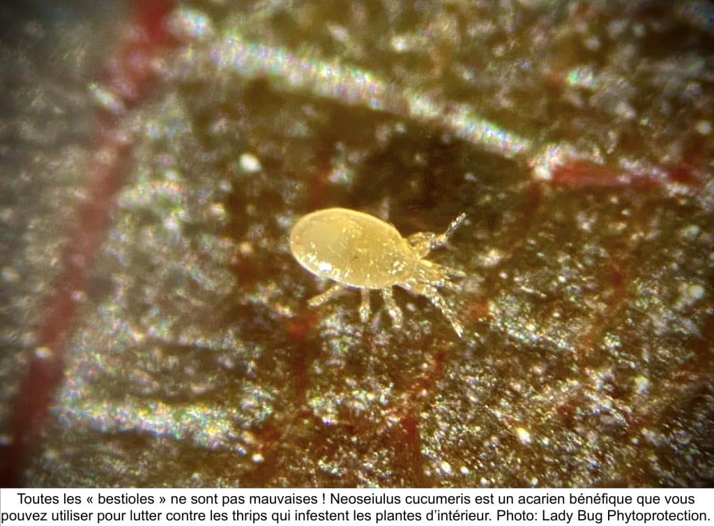 Neoseiulus cucumeris