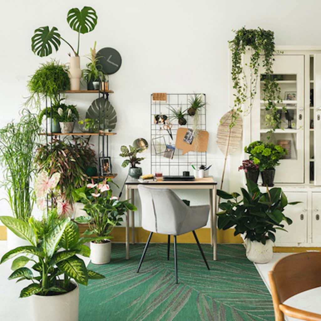 Bureau de télétravail avec plantes d'intérieur