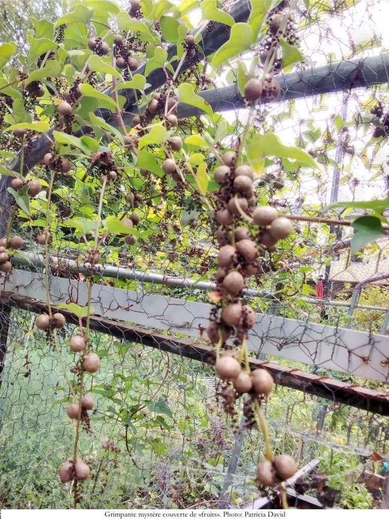 Igname de Chine couvert de buibilles.