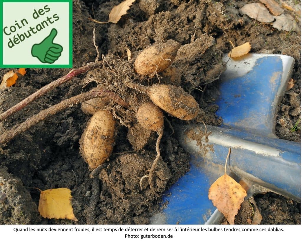 Bulbes de dahlia fraîchement déterrés.