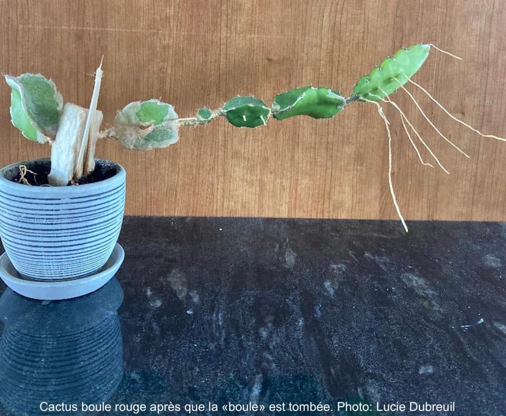 Cactus poussant tout de travers.