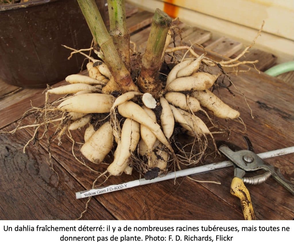 Dahlia déterré montrant ses nombreuses racines tubéreuses.