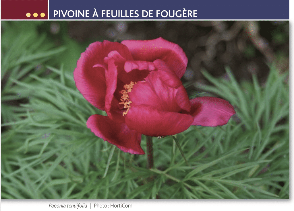 Fleur de pivoine à feuilles de fougère