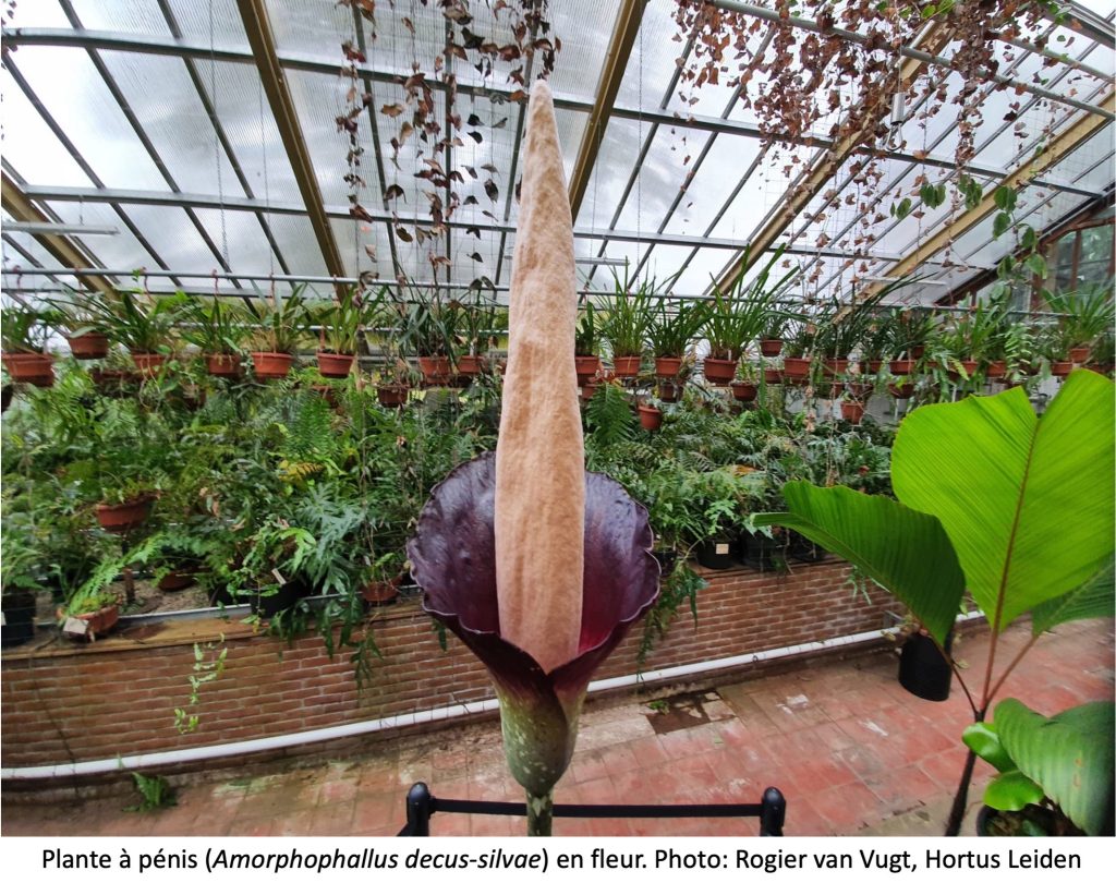 Plante à pénis en fleur dans une serre