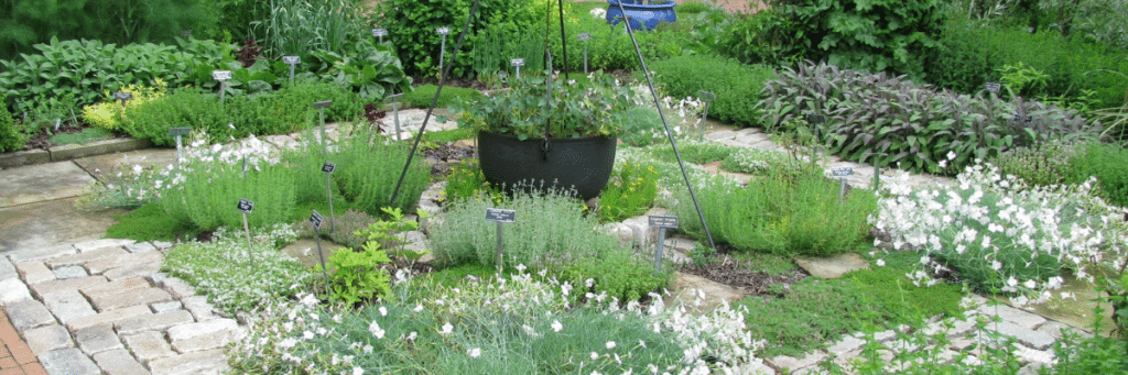 Jardine de fines herbes