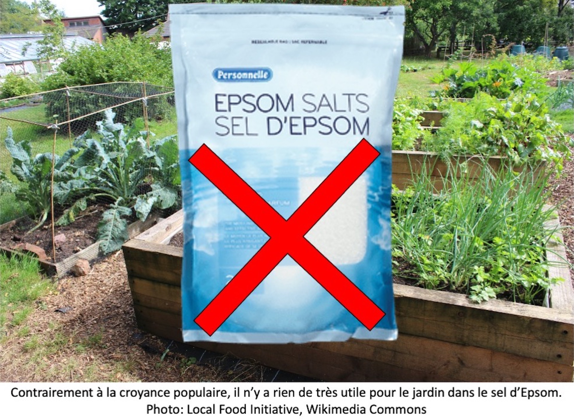 Le sel d’Epsom: essentiellement inutile au jardin