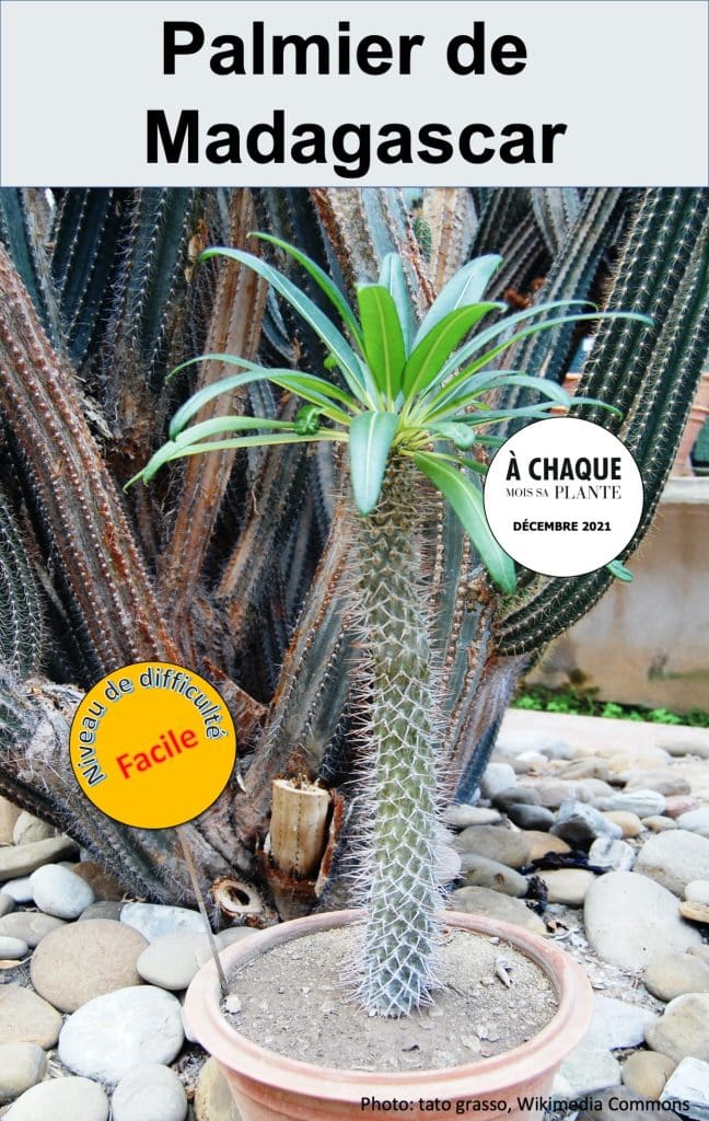 Palmier de Madagascar