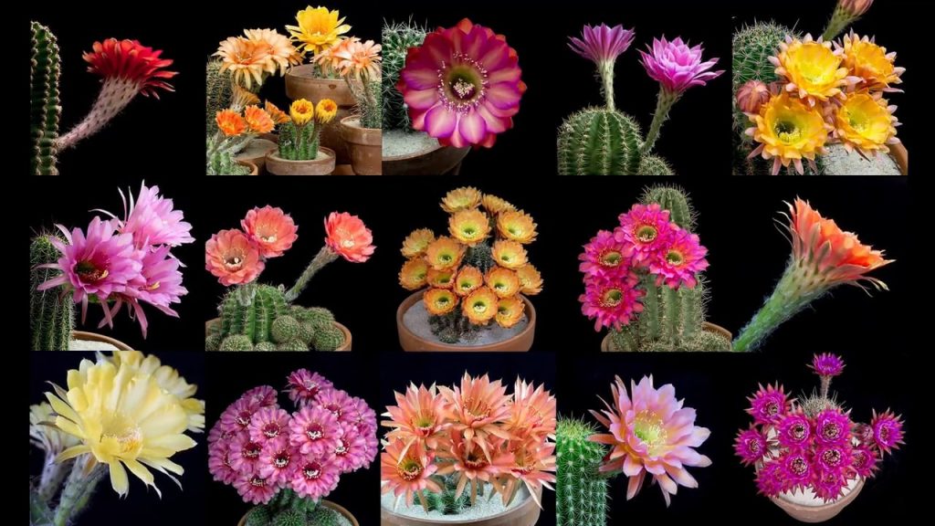 Divers echinopsis en fleurs