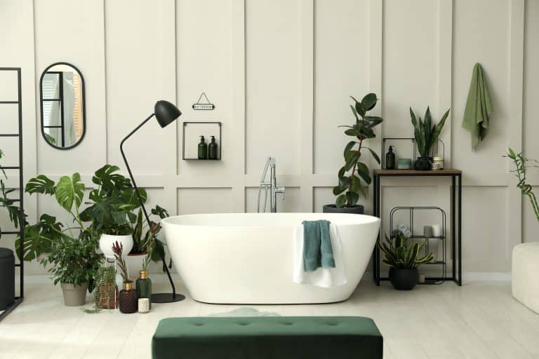 20 plantes d’intérieur pour la salle de bain