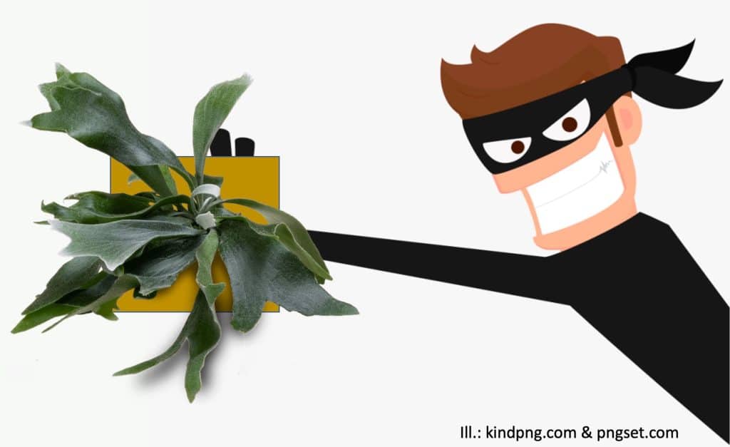 Voleur de plantes dérobant une fougère corne d’élan.