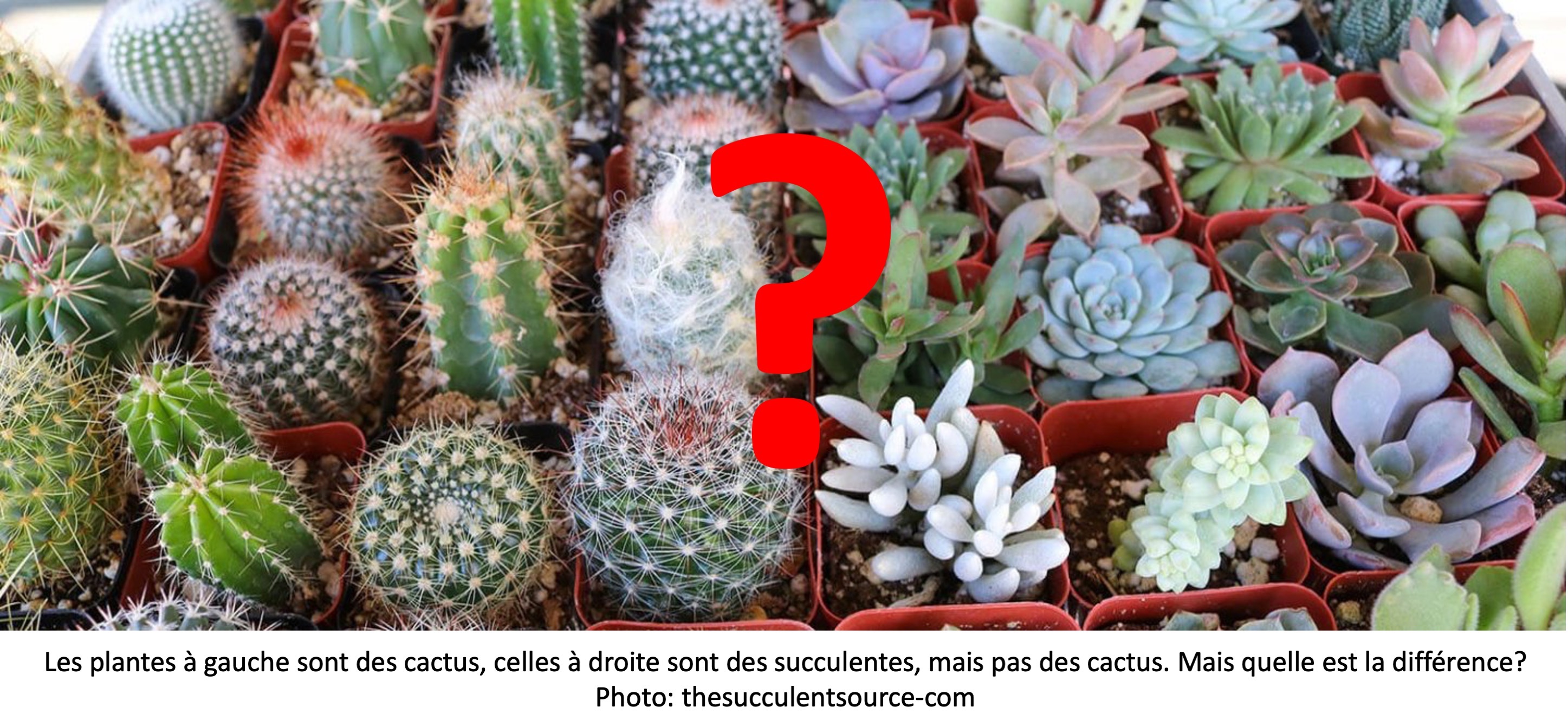Pots de cactus (à gauche) et d'autres succulentes (à droite).