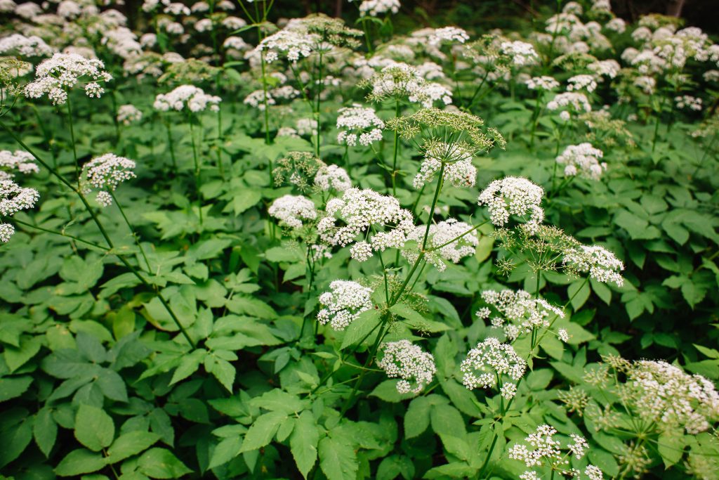 Herbe aux goutteux à feuilles vertes, fleurs blanches.
