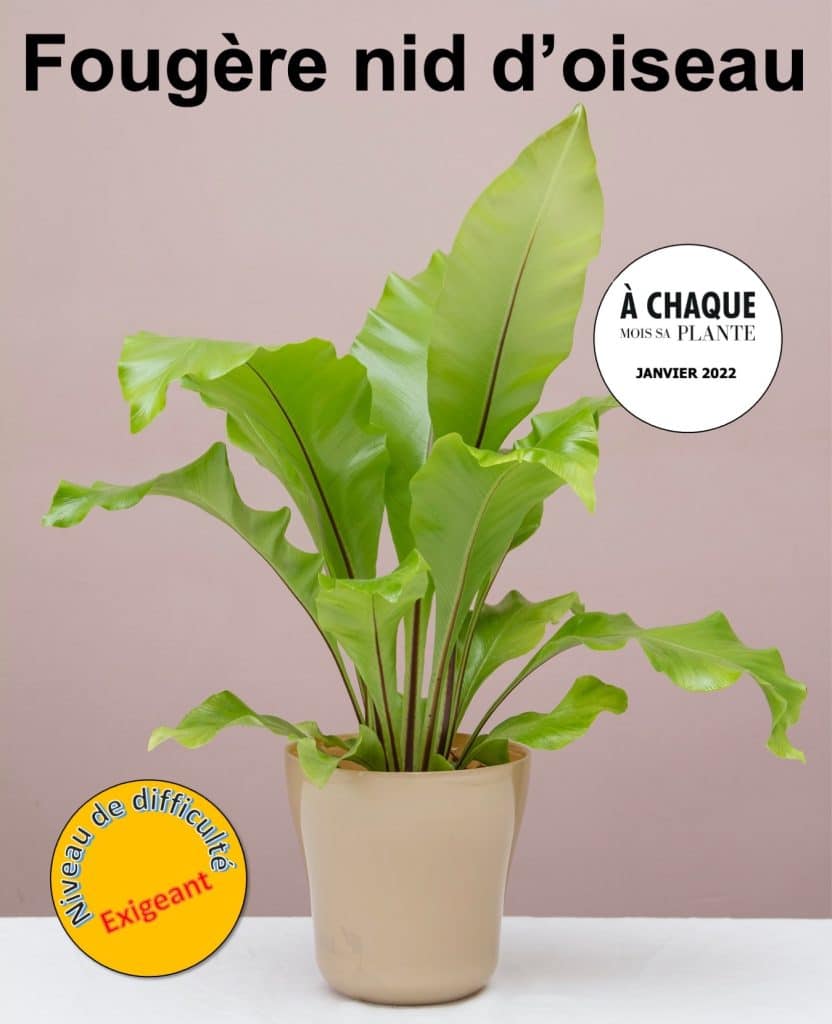 Fougère nid d'oiseau