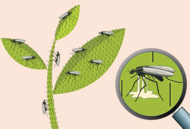 Plantes collantes qui attrapent les insectes nuisibles