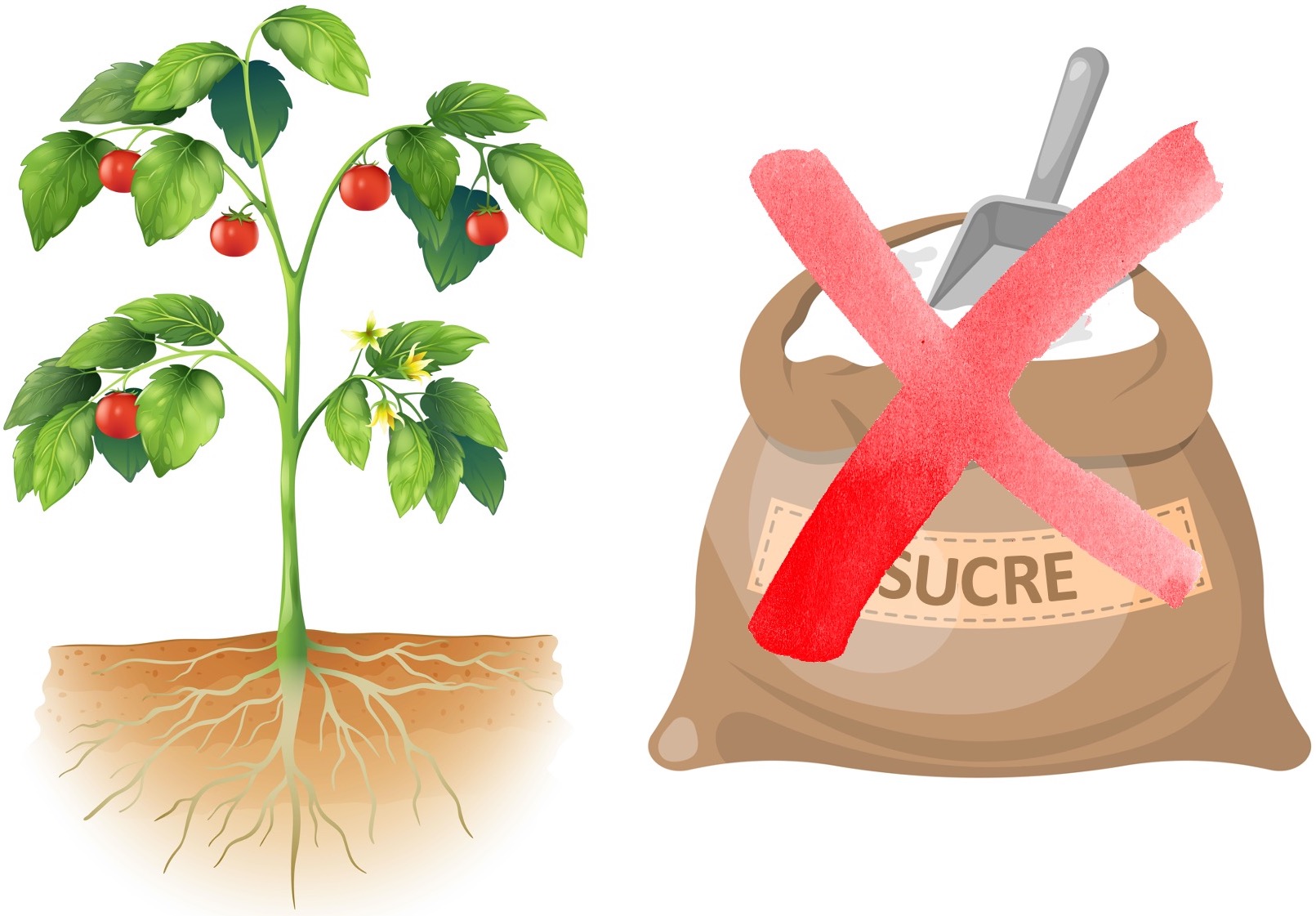 Illustration d’un plant de tomate à côté d’un sac de sucre barré d’un X.