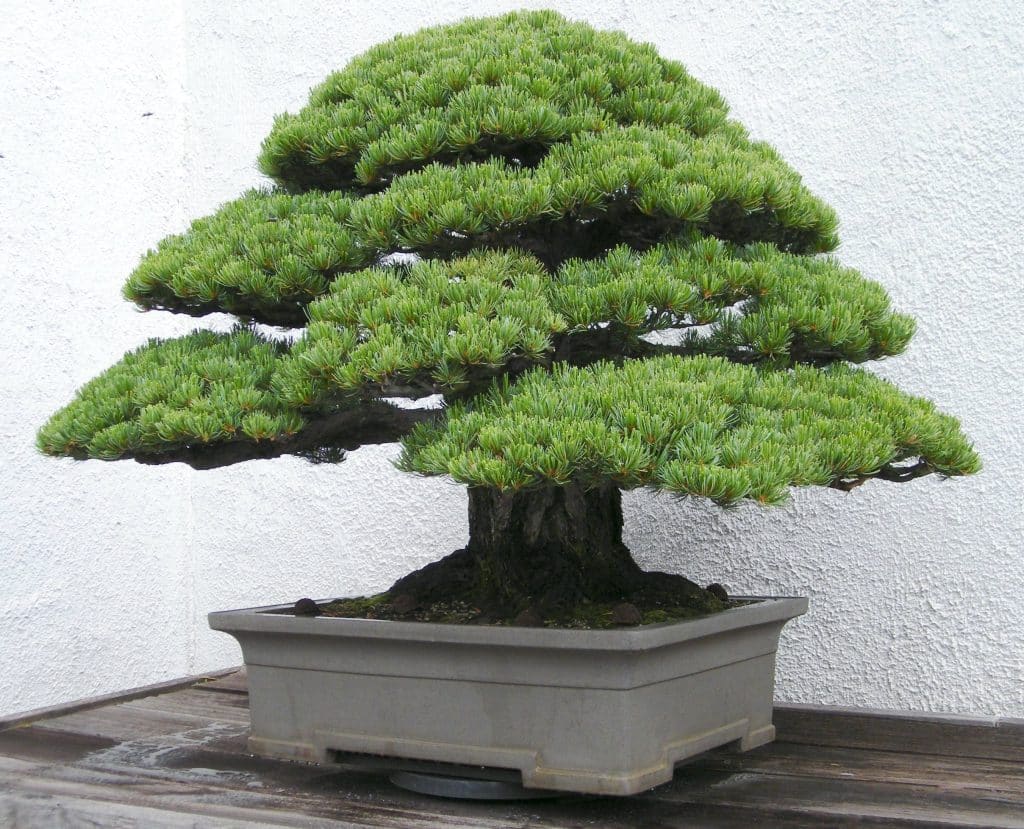 Bonsai de pin blanc japonais