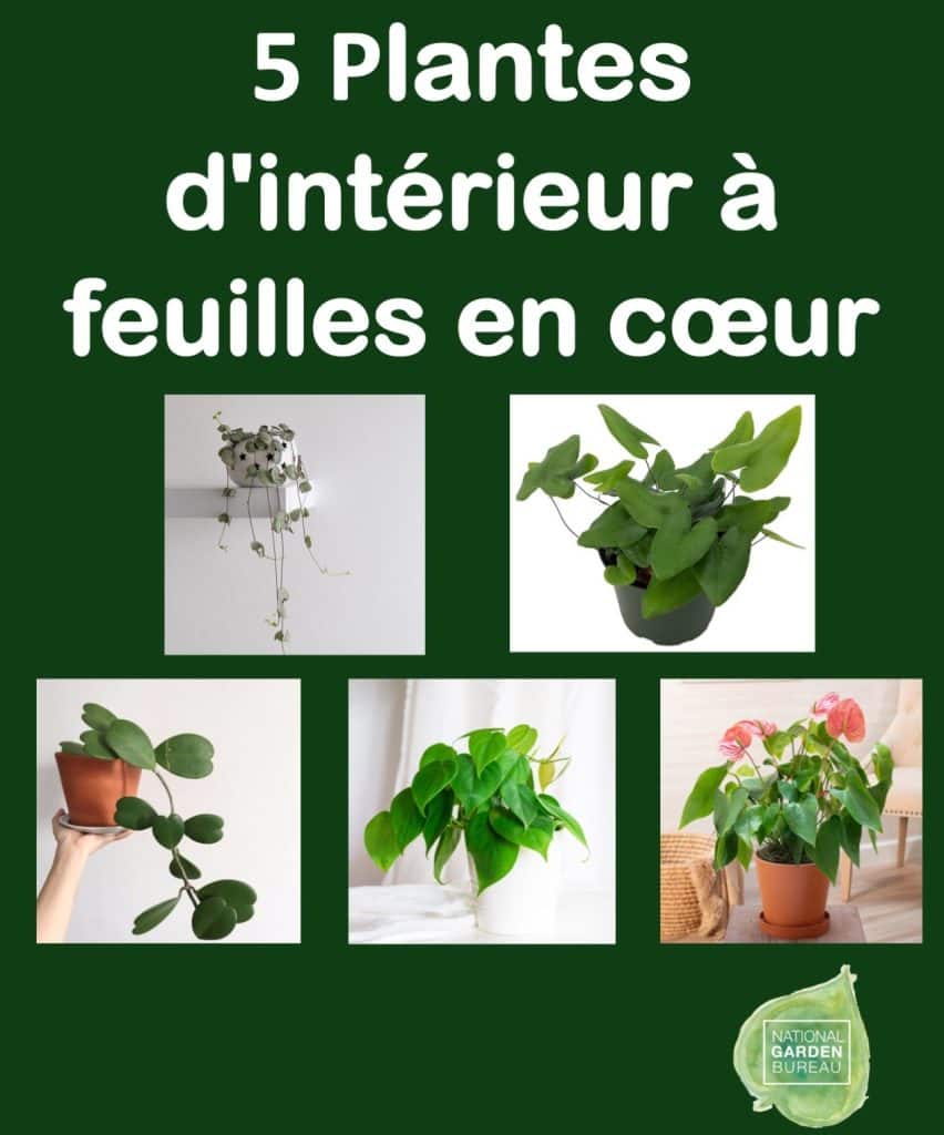 5 plantes d’intérieur à feuilles en forme de cœur sur un fond vert.