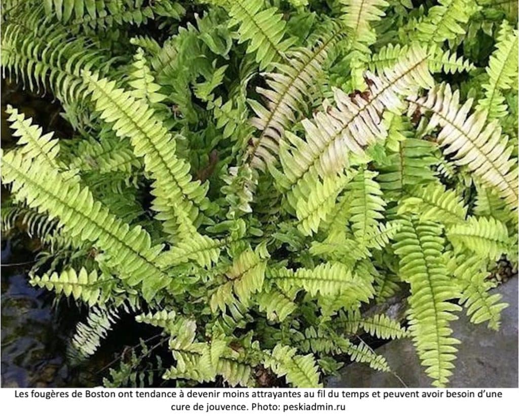 Fougère de Boston aux frondes jaunissantes.
